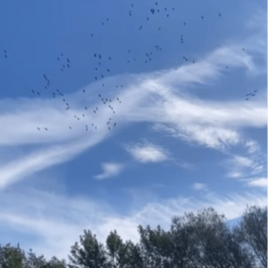 Die Kraniche ziehen über den blauen Himmel im Kranichland